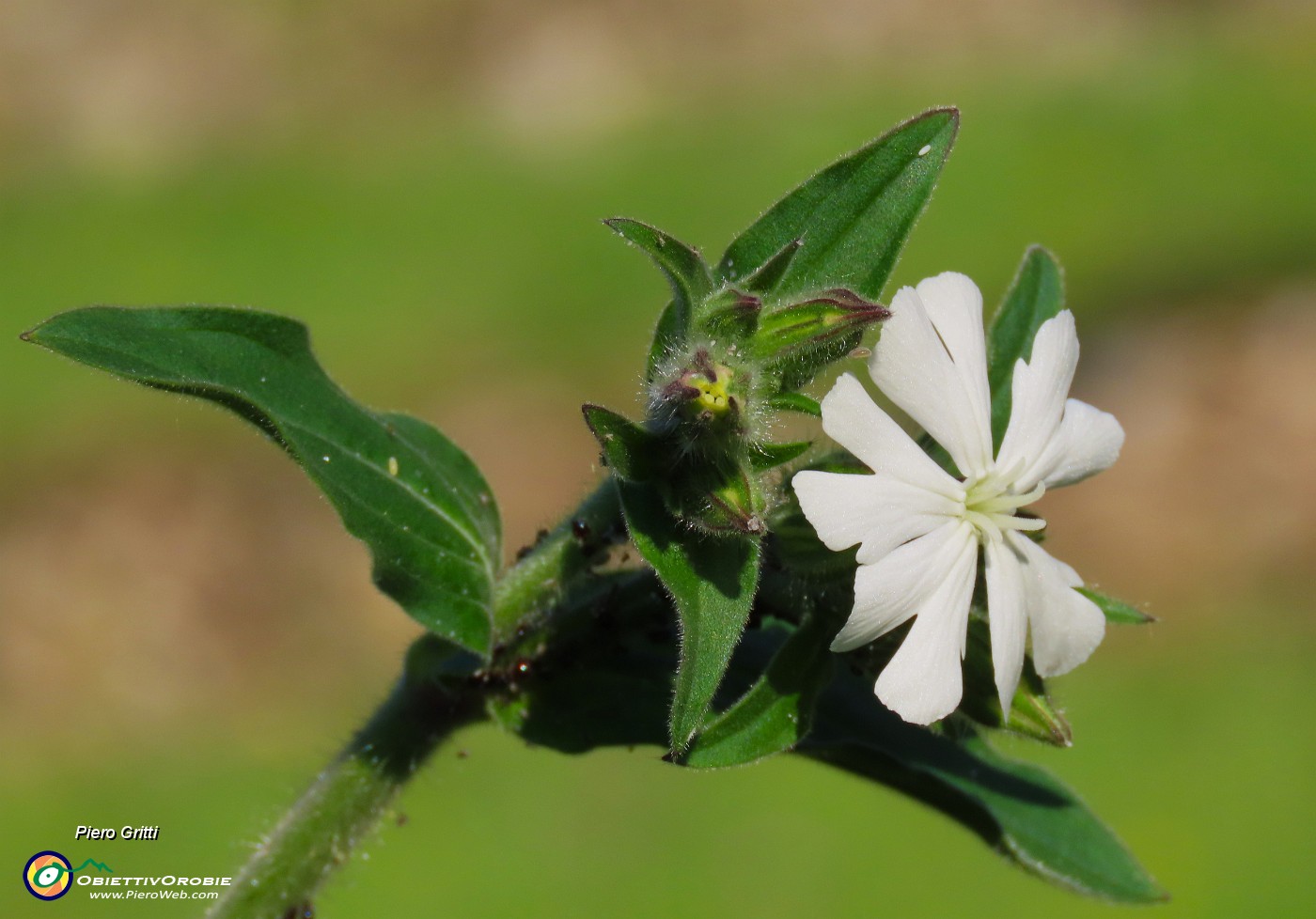 10 Silene latifolia.JPG